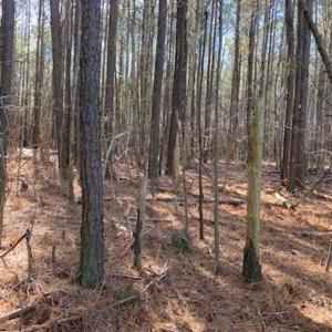 Photo of UNDER CONTRACT!!  20.88  acres of Hunting / Homesite Land for Sale in Accomack County VA