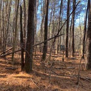 Photo of UNDER CONTRACT!!  20.88  acres of Hunting / Homesite Land for Sale in Accomack County VA