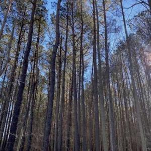 Photo of UNDER CONTRACT!!  20.88  acres of Hunting / Homesite Land for Sale in Accomack County VA