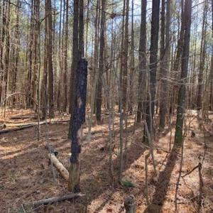 Photo of UNDER CONTRACT!!  20.88  acres of Hunting / Homesite Land for Sale in Accomack County VA