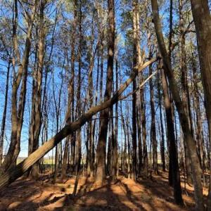 Photo of UNDER CONTRACT!!  20.88  acres of Hunting / Homesite Land for Sale in Accomack County VA