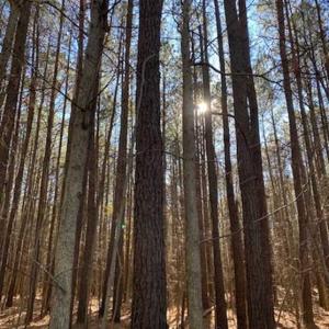 Photo of UNDER CONTRACT!!  20.88  acres of Hunting / Homesite Land for Sale in Accomack County VA