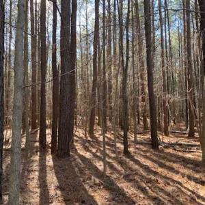 Photo of UNDER CONTRACT!!  20.88  acres of Hunting / Homesite Land for Sale in Accomack County VA