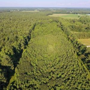 Photo of UNDER CONTRACT!!  13 Acres of Hunting Land For Sale in Edgecombe County NC!