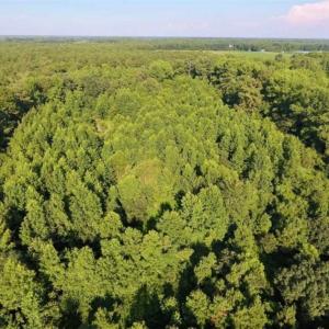 Photo of UNDER CONTRACT!!  13 Acres of Hunting Land For Sale in Edgecombe County NC!