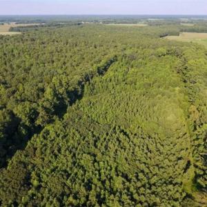 Photo of UNDER CONTRACT!!  13 Acres of Hunting Land For Sale in Edgecombe County NC!