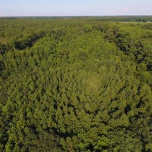 Photo of UNDER CONTRACT!!  13 Acres of Hunting Land For Sale in Edgecombe County NC!