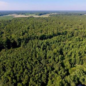 Photo of UNDER CONTRACT!!  13 Acres of Hunting Land For Sale in Edgecombe County NC!
