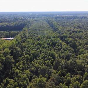 Photo of UNDER CONTRACT!!  13 Acres of Hunting Land For Sale in Edgecombe County NC!