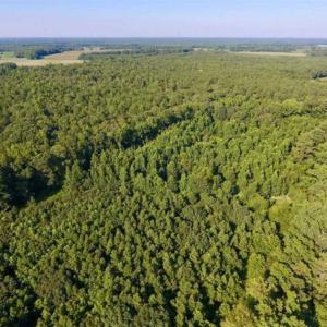 Photo of UNDER CONTRACT!!  13 Acres of Hunting Land For Sale in Edgecombe County NC!