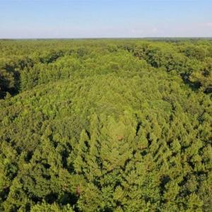 Photo of UNDER CONTRACT!!  13 Acres of Hunting Land For Sale in Edgecombe County NC!