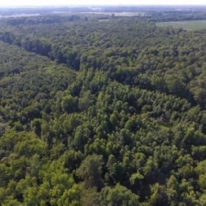 Photo of UNDER CONTRACT!!  13 Acres of Hunting Land For Sale in Edgecombe County NC!