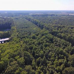 Photo of UNDER CONTRACT!!  13 Acres of Hunting Land For Sale in Edgecombe County NC!