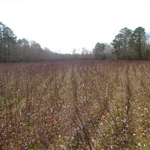 Photo of UNDER CONTRACT!!  42 Acres with 2,000 feet of River Frontage in Isle of Wight County Virginia!