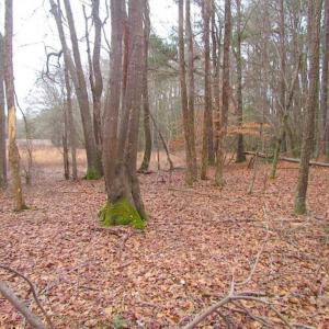 Photo of UNDER CONTRACT!!  42 Acres with 2,000 feet of River Frontage in Isle of Wight County Virginia!