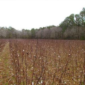 Photo of UNDER CONTRACT!!  42 Acres with 2,000 feet of River Frontage in Isle of Wight County Virginia!