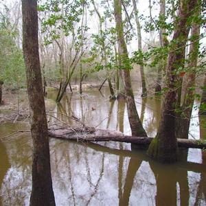 Photo of UNDER CONTRACT!!  42 Acres with 2,000 feet of River Frontage in Isle of Wight County Virginia!