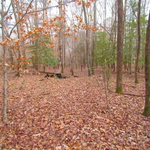 Photo of UNDER CONTRACT!!  42 Acres with 2,000 feet of River Frontage in Isle of Wight County Virginia!
