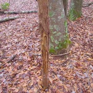Photo of UNDER CONTRACT!!  42 Acres with 2,000 feet of River Frontage in Isle of Wight County Virginia!