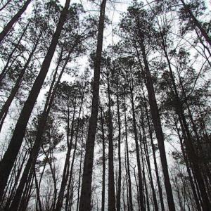 Photo of UNDER CONTRACT!!  42 Acres with 2,000 feet of River Frontage in Isle of Wight County Virginia!