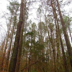 Photo of UNDER CONTRACT!!  42 Acres with 2,000 feet of River Frontage in Isle of Wight County Virginia!