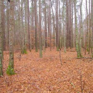Photo of UNDER CONTRACT!!  42 Acres with 2,000 feet of River Frontage in Isle of Wight County Virginia!
