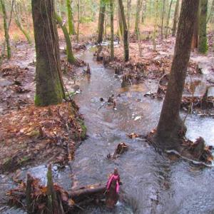 Photo of UNDER CONTRACT!!  42 Acres with 2,000 feet of River Frontage in Isle of Wight County Virginia!