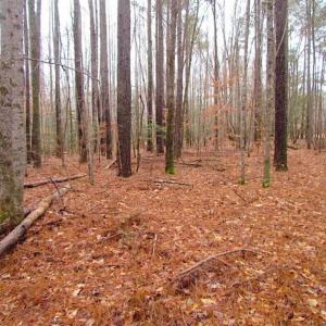 Photo of UNDER CONTRACT!!  42 Acres with 2,000 feet of River Frontage in Isle of Wight County Virginia!