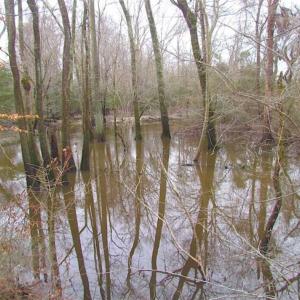 Photo of UNDER CONTRACT!!  42 Acres with 2,000 feet of River Frontage in Isle of Wight County Virginia!