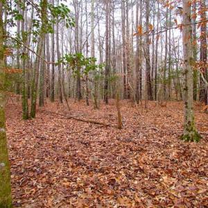 Photo of UNDER CONTRACT!!  42 Acres with 2,000 feet of River Frontage in Isle of Wight County Virginia!