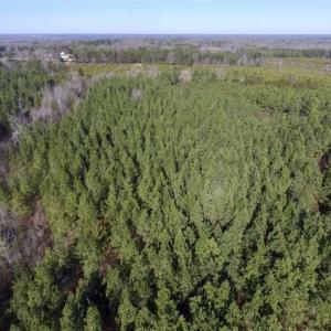 Photo of 65.92 Acres of Hunting and Recreational Land For Sale in Halifax County VA!