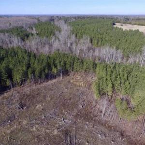 Photo of 65.92 Acres of Hunting and Recreational Land For Sale in Halifax County VA!