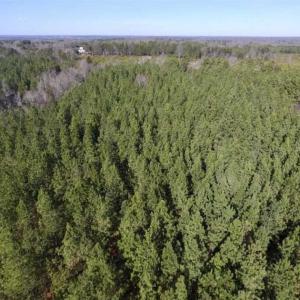 Photo of 65.92 Acres of Hunting and Recreational Land For Sale in Halifax County VA!