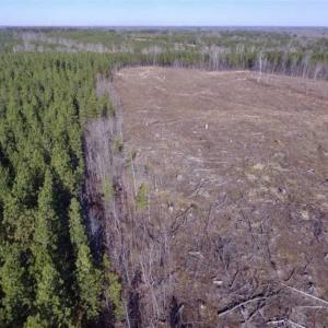 Photo of 65.92 Acres of Hunting and Recreational Land For Sale in Halifax County VA!
