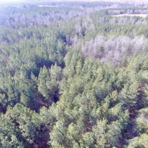 Photo of 65.92 Acres of Hunting and Recreational Land For Sale in Halifax County VA!