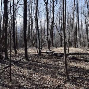 Photo of 15.96 Acres of Residential Hunting Land For Sale In Bedford County VA!