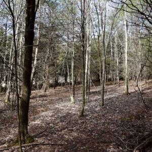 Photo of 15.96 Acres of Residential Hunting Land For Sale In Bedford County VA!