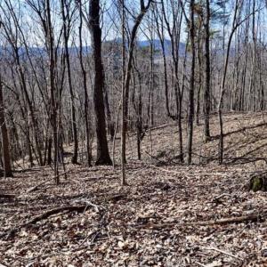 Photo of 15.96 Acres of Residential Hunting Land For Sale In Bedford County VA!