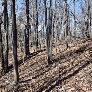 Photo of 15.96 Acres of Residential Hunting Land For Sale In Bedford County VA!