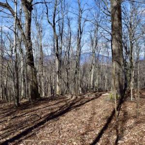 Photo of 15.96 Acres of Residential Hunting Land For Sale In Bedford County VA!