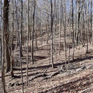 Photo of 15.96 Acres of Residential Hunting Land For Sale In Bedford County VA!