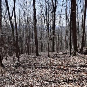Photo of 15.96 Acres of Residential Hunting Land For Sale In Bedford County VA!