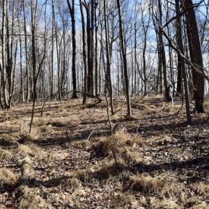 Photo of 15.96 Acres of Residential Hunting Land For Sale In Bedford County VA!