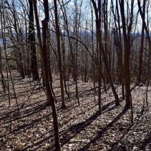 Photo of 15.96 Acres of Residential Hunting Land For Sale In Bedford County VA!