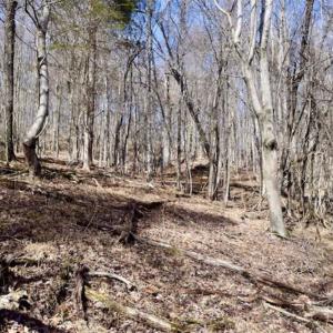 Photo of 15.96 Acres of Residential Hunting Land For Sale In Bedford County VA!
