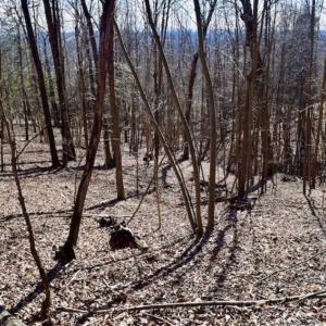 Photo of 15.96 Acres of Residential Hunting Land For Sale In Bedford County VA!