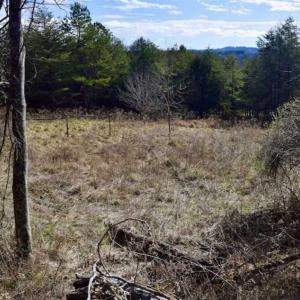 Photo of 15.96 Acres of Residential Hunting Land For Sale In Bedford County VA!