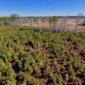 Photo of UNDER CONTRACT!!  29 Acres of Hunting and Farm Land For Sale in Craven County NC!