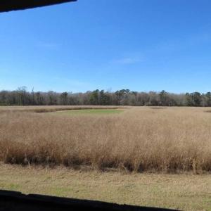 Photo of 110 Acres of Farm and Timber Land For Sale in Columbus County NC!