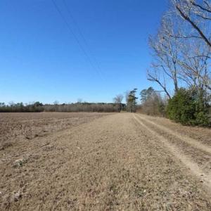 Photo of 110 Acres of Farm and Timber Land For Sale in Columbus County NC!